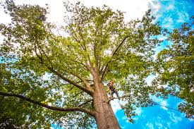 Best Tree Trimming and Pruning  in Haddon Heights, NJ