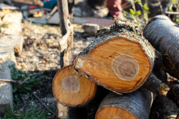 Haddon Heights, NJ Tree Care Company